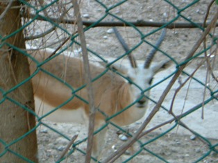 Walk with the wildlife in this small zoo